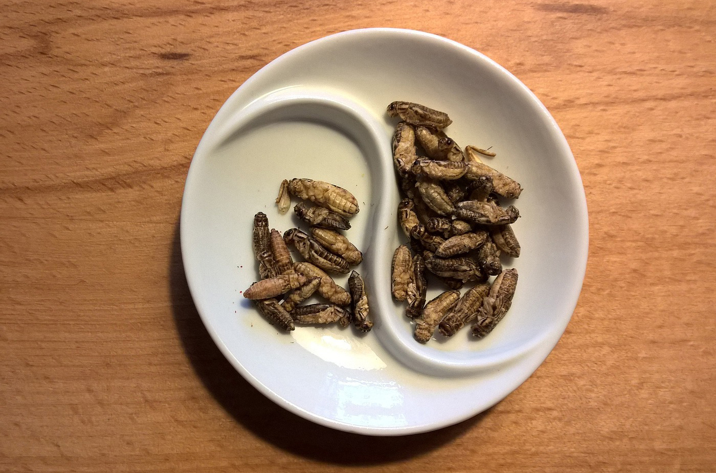la consommation des insectes comestibles en afrique, une alternative au problème alimentaire
