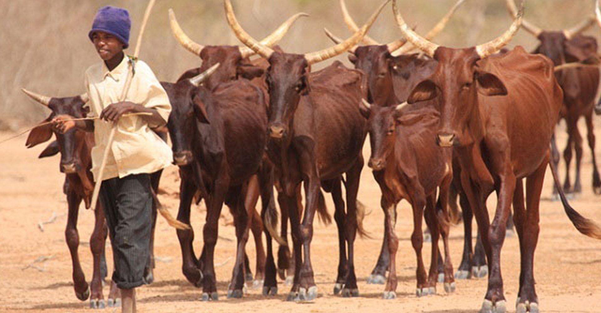 retour sur la seconde édition du salon du betail et de la viande d’afrique de l’ouest