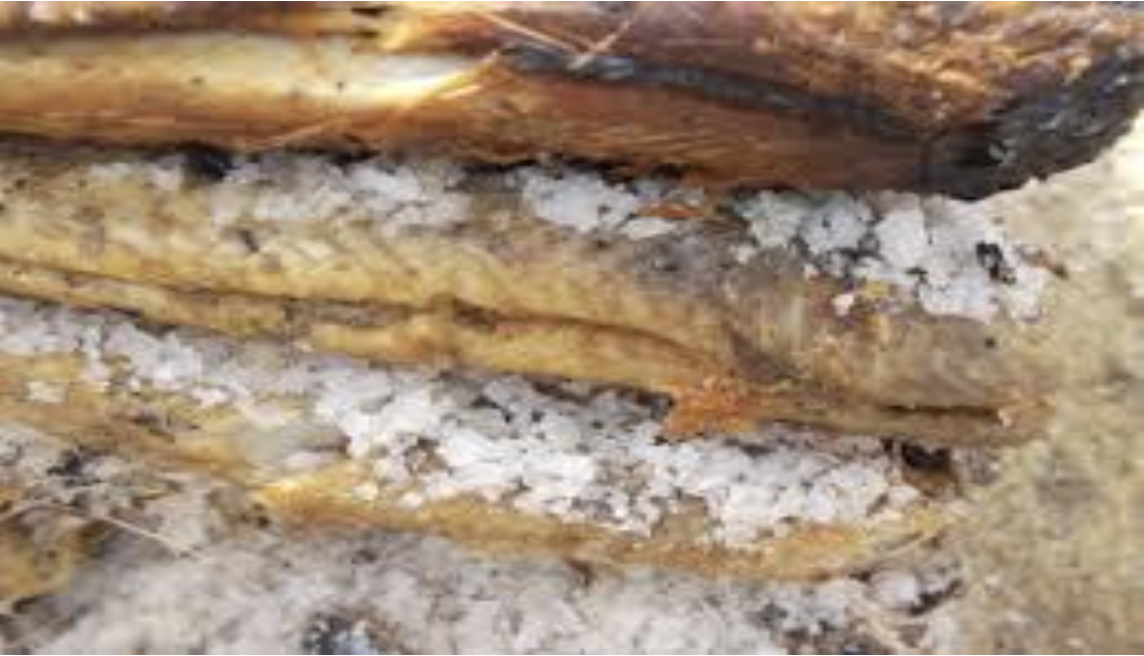 la consommation du poisson salé et fermenté en afrique