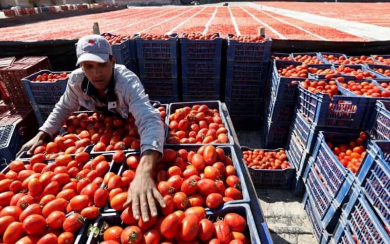 maroc: des agriculteurs détruisent leurs récoltes de tomates en raison de la très forte baisse de la demande