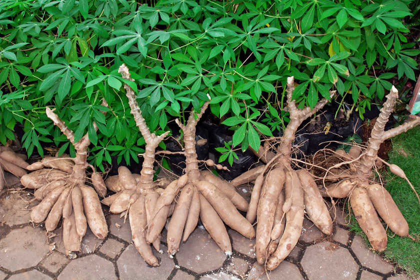 le manioc : une culture aux multiples produits dérivés