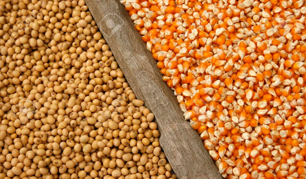 ghana : le gouvernement interdit l’exportation du riz, du maïs et du soja