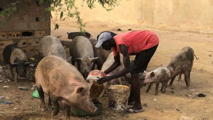 production porcine en afrique : un gage de sécurité alimentaire et de développement économique du continent