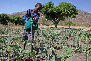agriculture et climat : l&rsquo;onu tire la sonnette d&rsquo;alarme sur le financement des petits agriculteurs