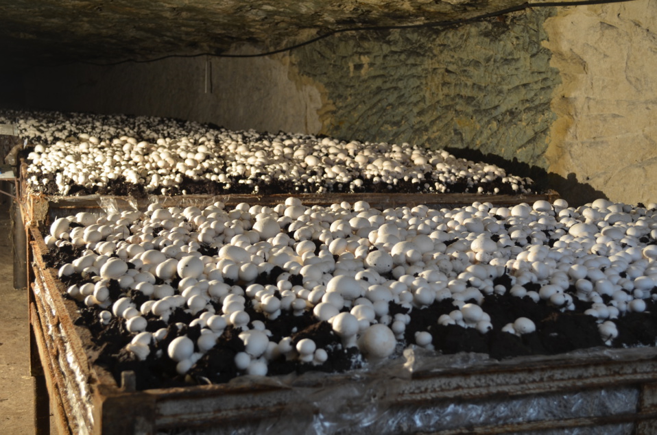 côte d’ivoire : culture de champignons, une activité en pleine expansion