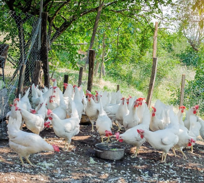 agriculture et entrepreneuriat : l’élevage de volaille en afrique, un secteur en pleine expansion