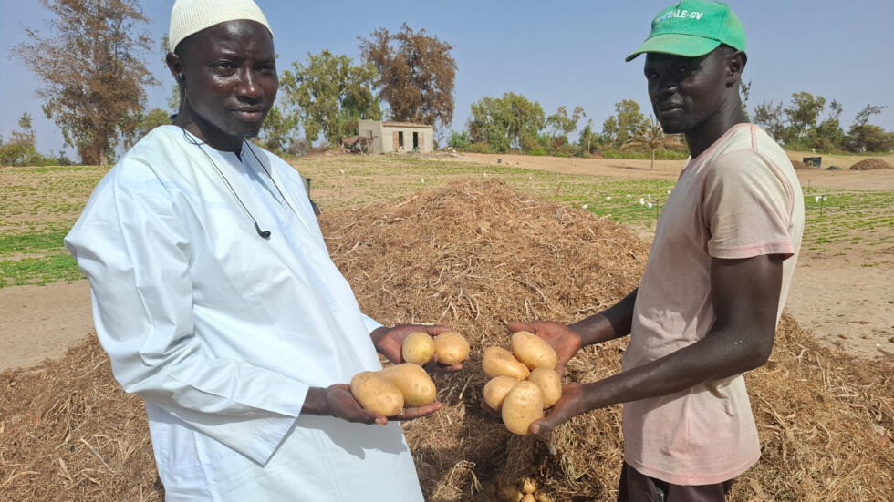 sénégal : les producteurs de pommes de terre de Kayar face à une crise de commercialisation de leurs produits