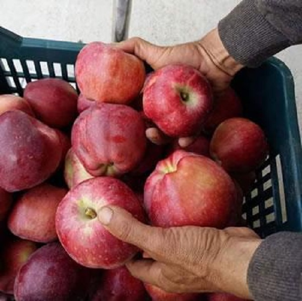 agriculture : l’algérie émerge comme l’un des principaux producteurs de pommes en afrique