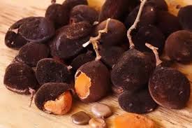 dialium guineense: trésor des forêts tropicales africaines
