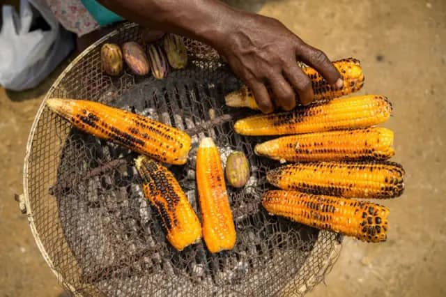 zea mays : l’or jaune des champs africains