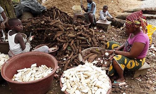 les défis liés à la production d&rsquo;attiéké