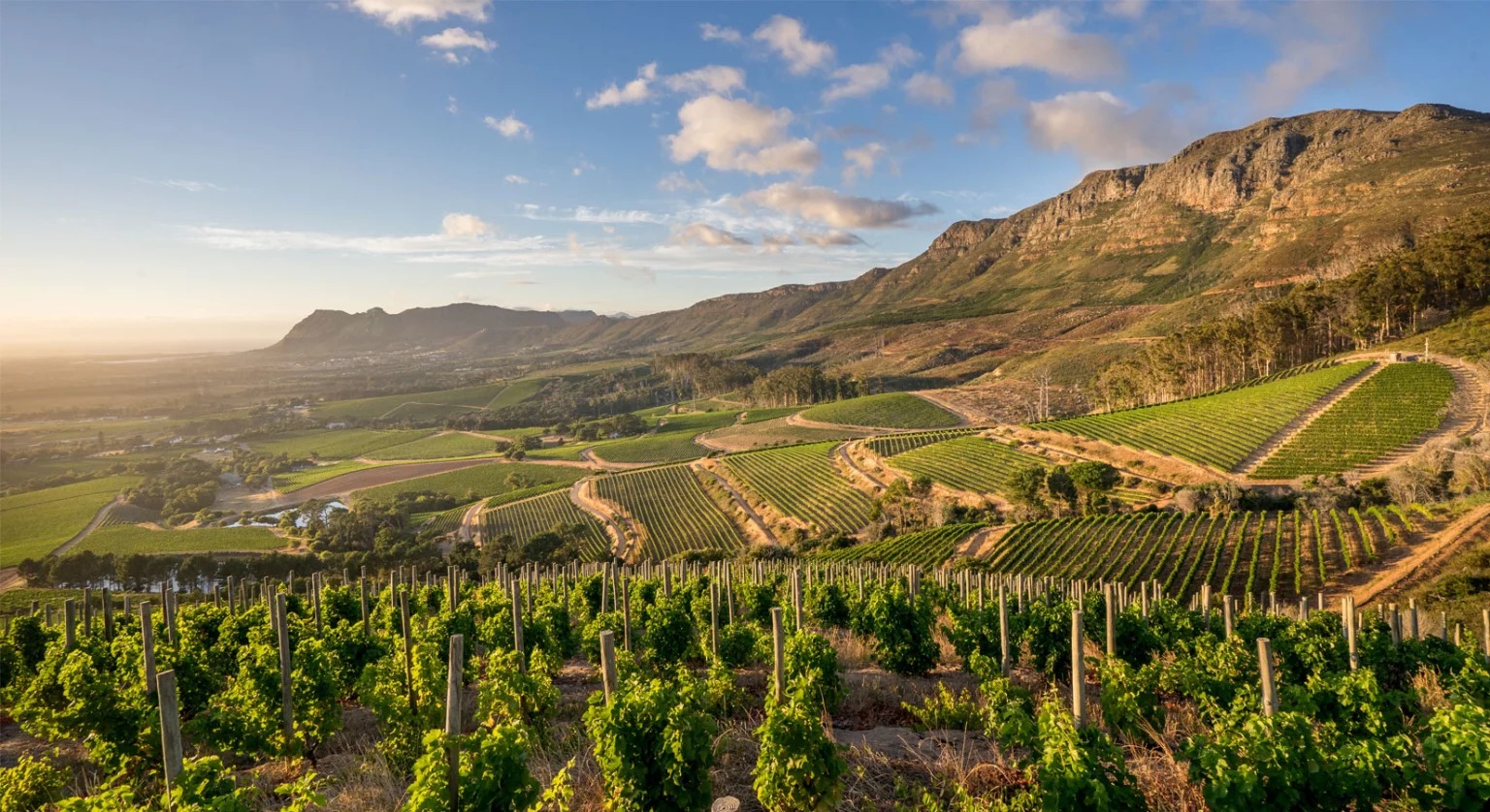 vins d’afrique : l’afrique du sud peut-elle encore être rejointe ?